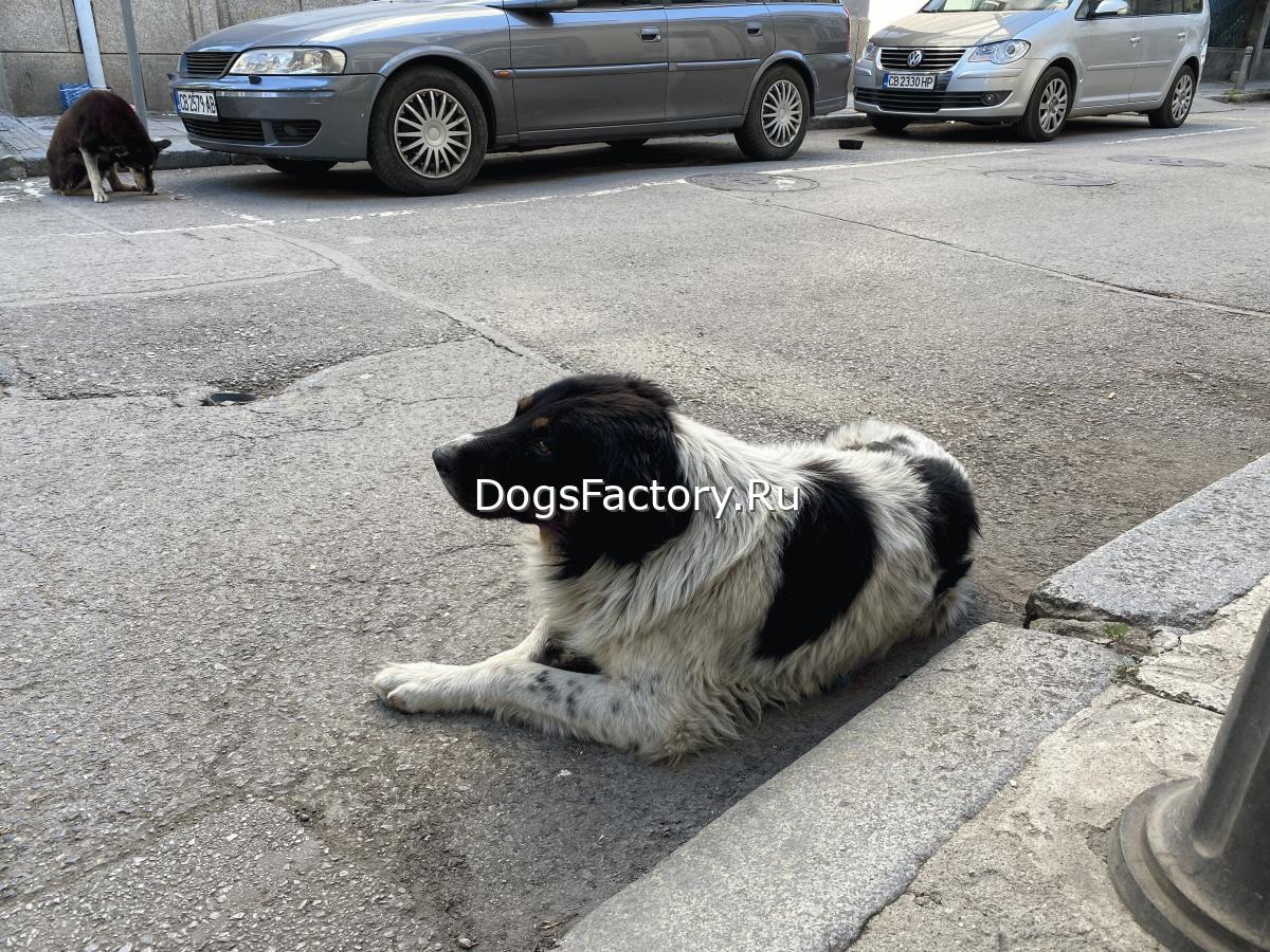 Бездомные собаки на улицах города